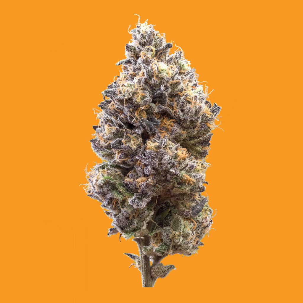 1x1_PERM MARKER_NUG