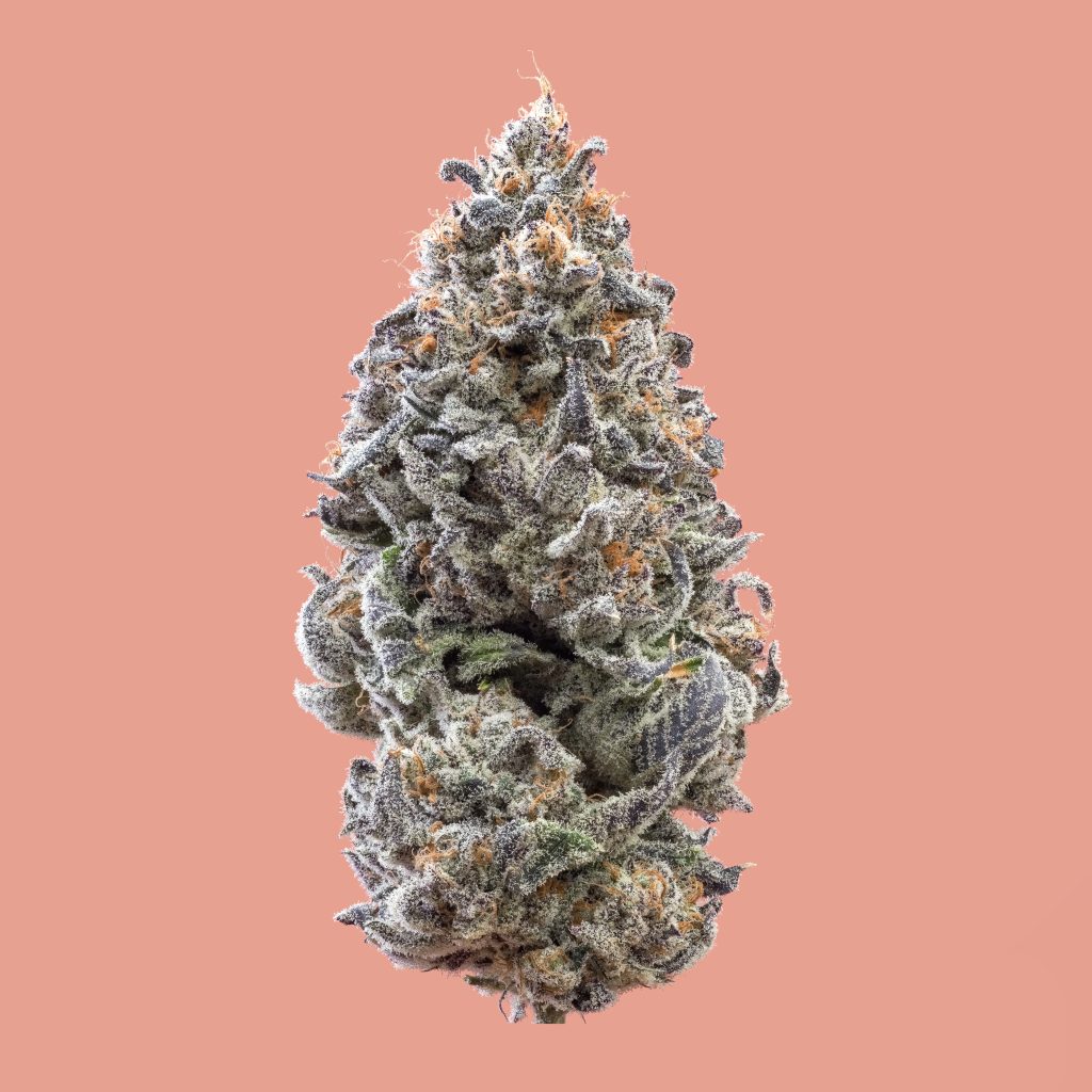 1x1_PINK CERTZ_NUG