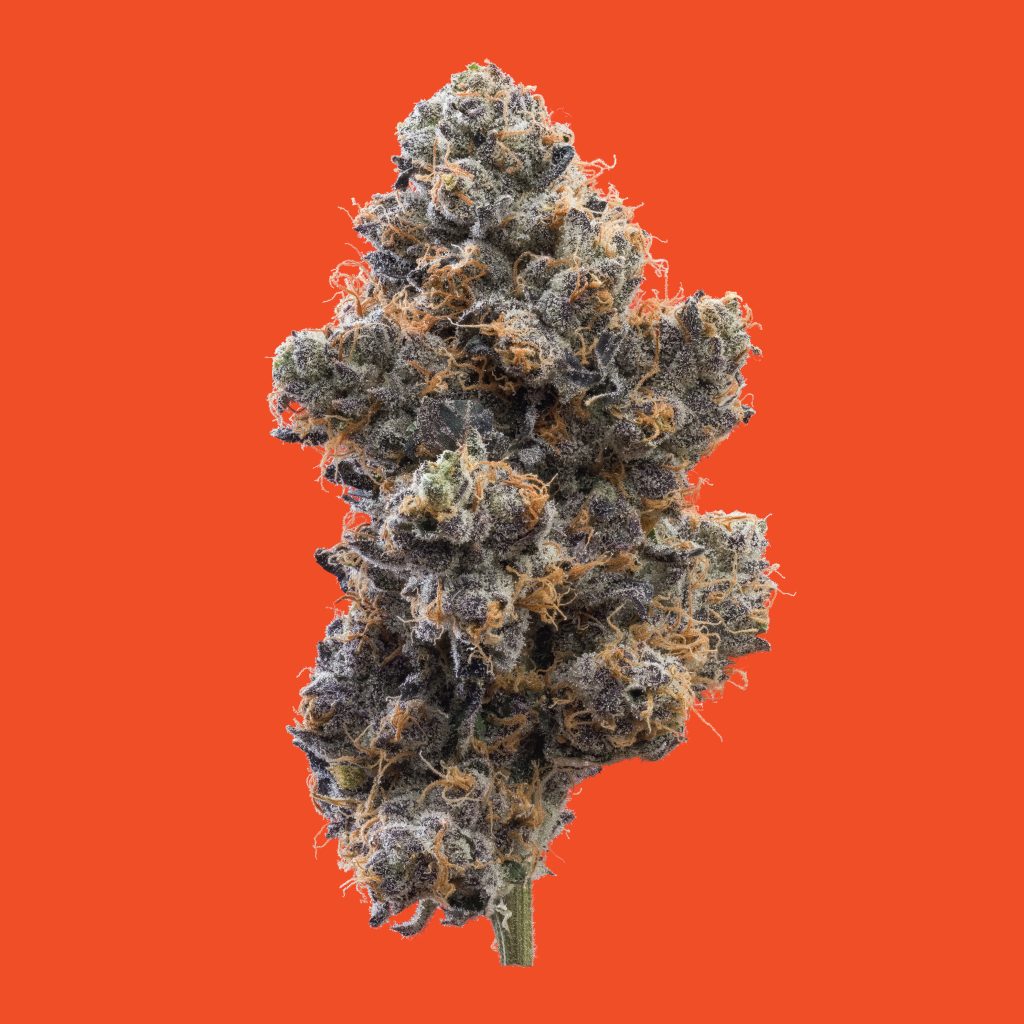 1x1_SWISS WATCH_NUG