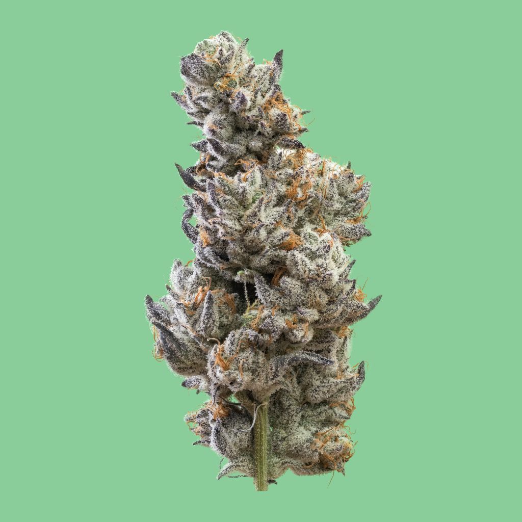 1x1_ZEBRA MINTS_NUG